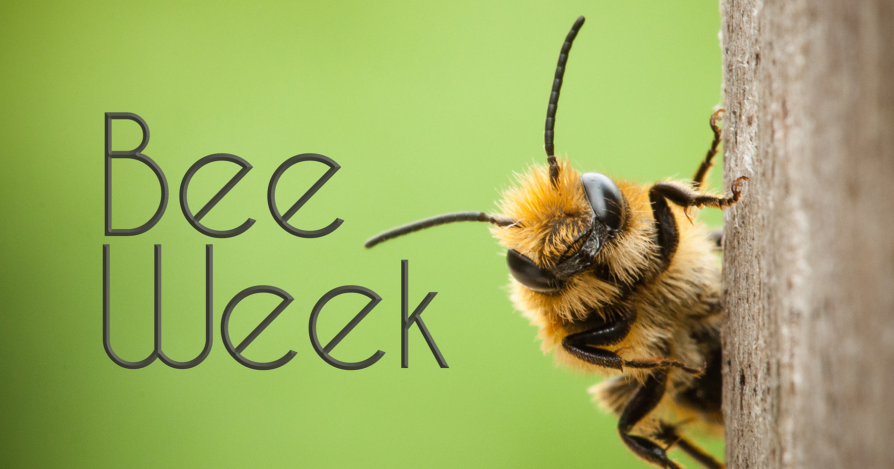 Photo for SRTC Prepares to Celebrate Bee Week 